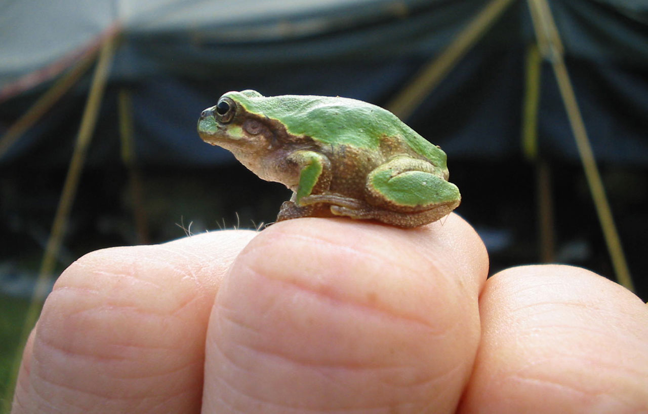 Frog On Knuckles