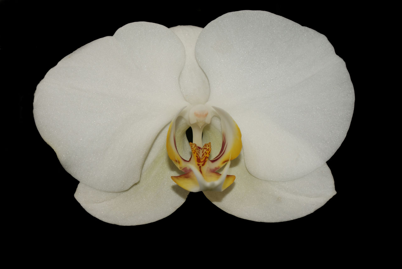 Orquídea sobre fundo pret
