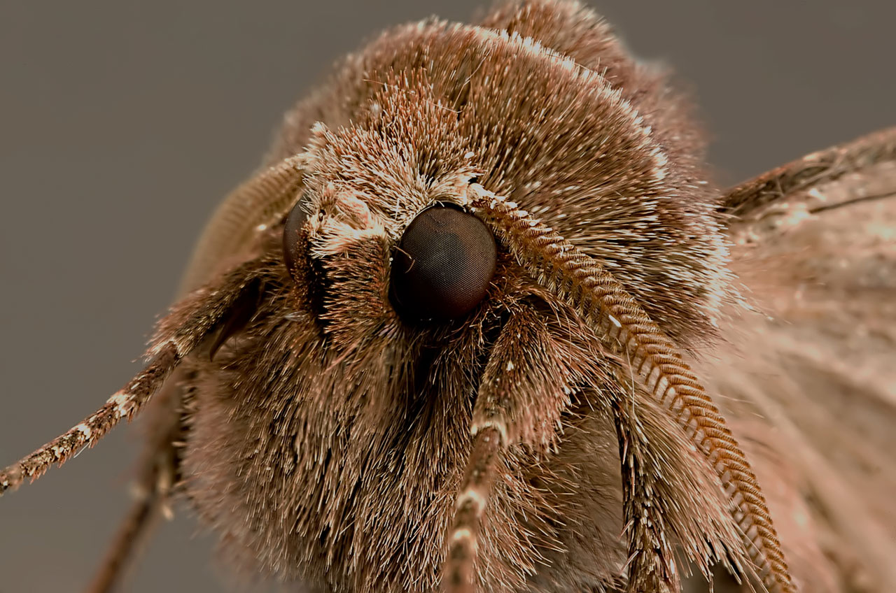 Moth Gesicht