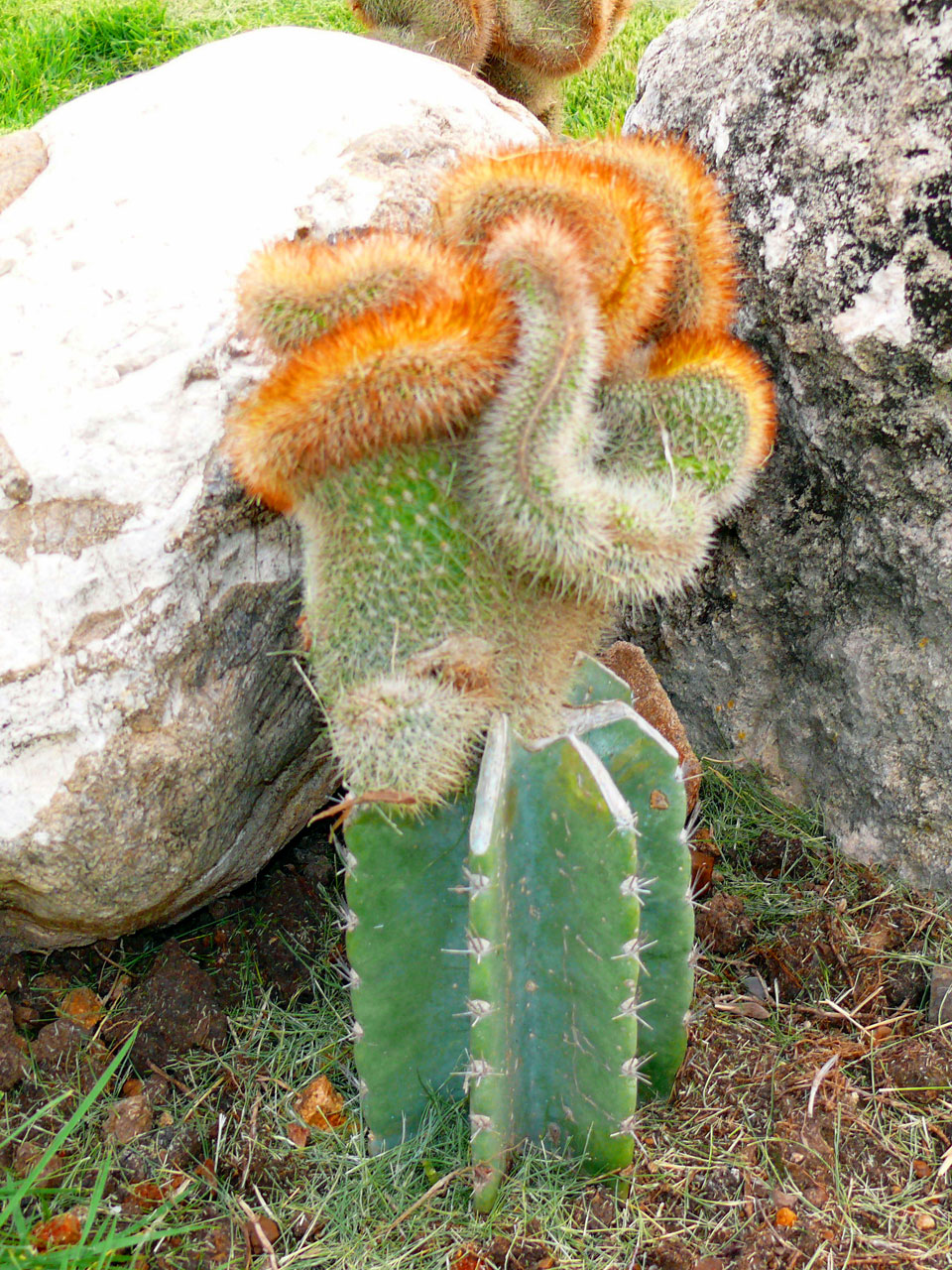 Cactus drôle