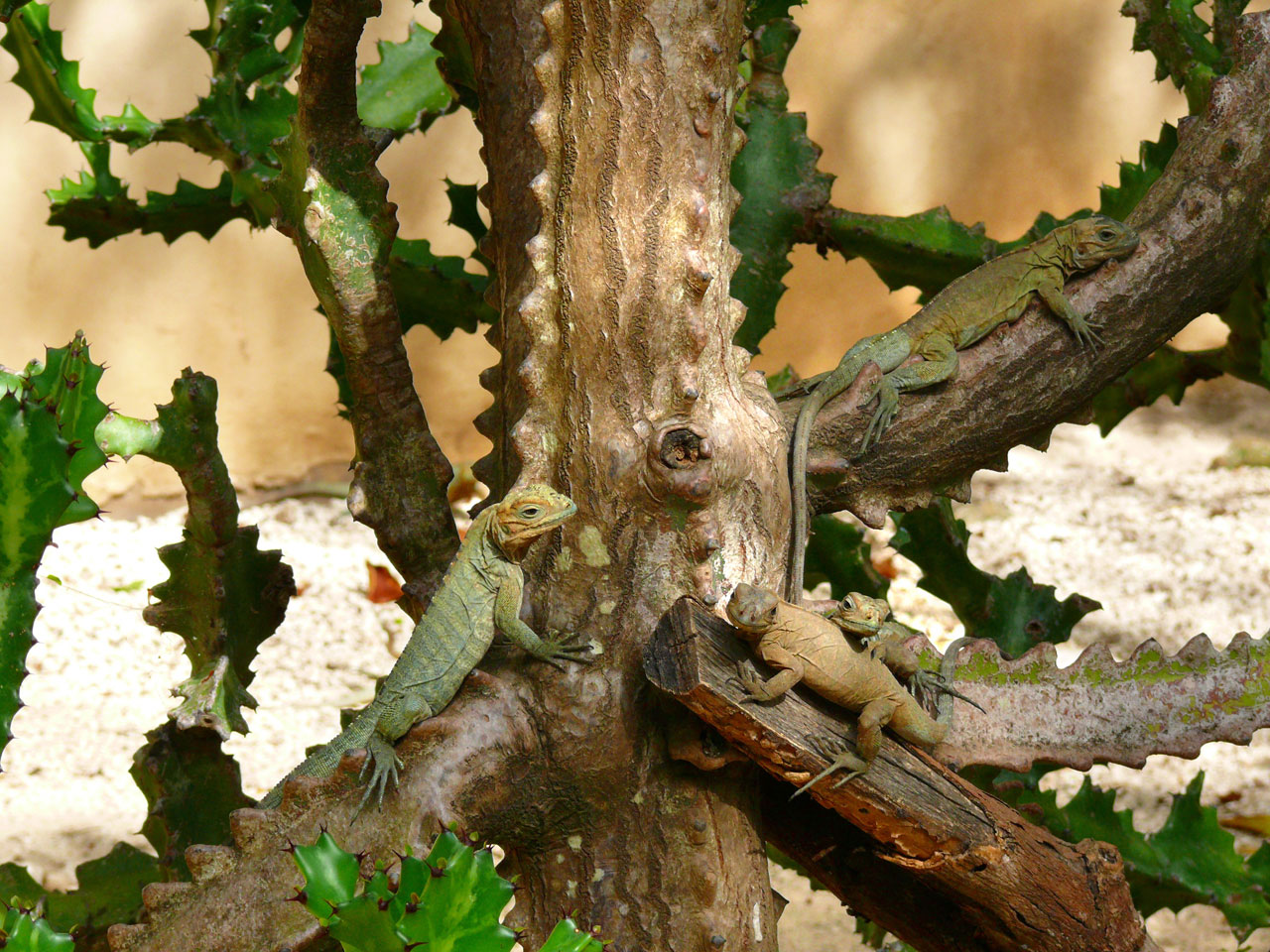 绿鬣蜥在树