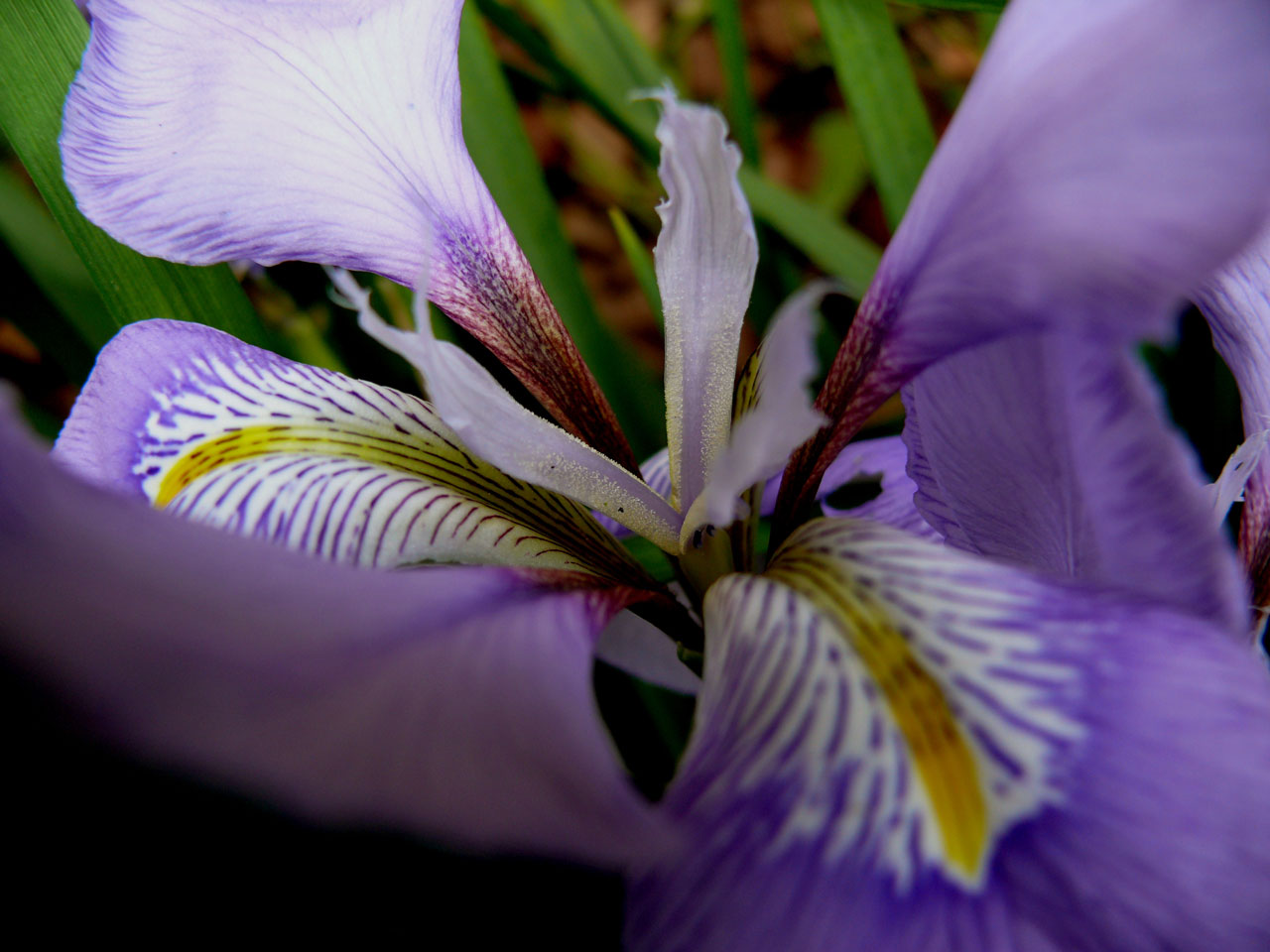 Purpurowy kwiat