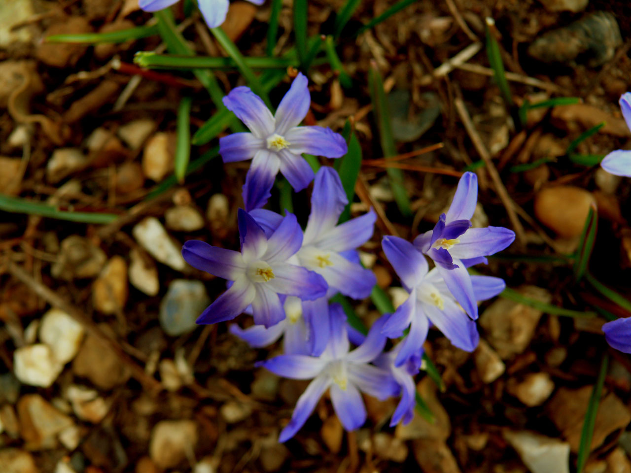 Пурпурный flowers