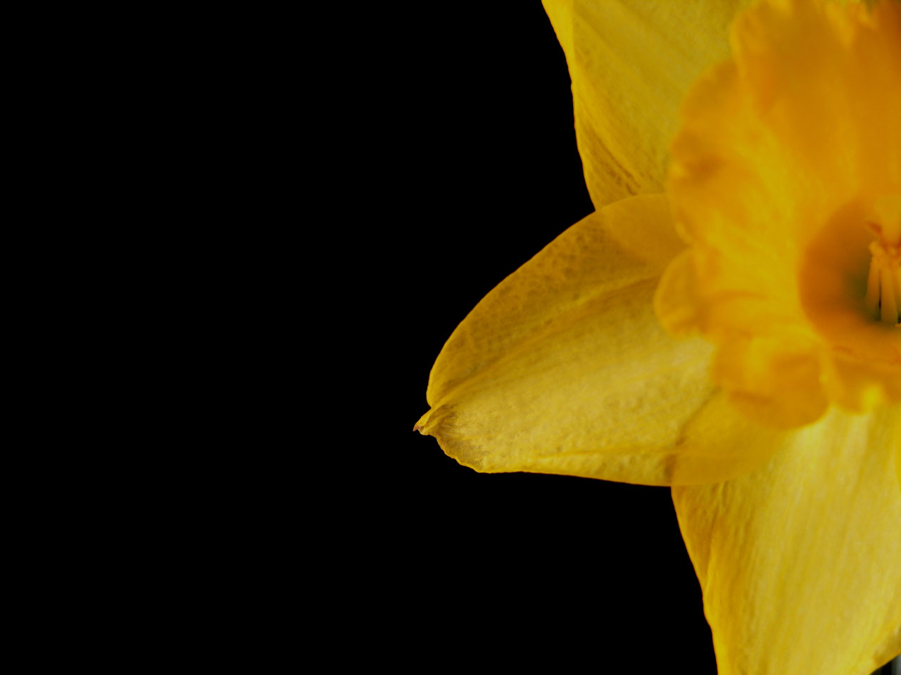 黄daffodil