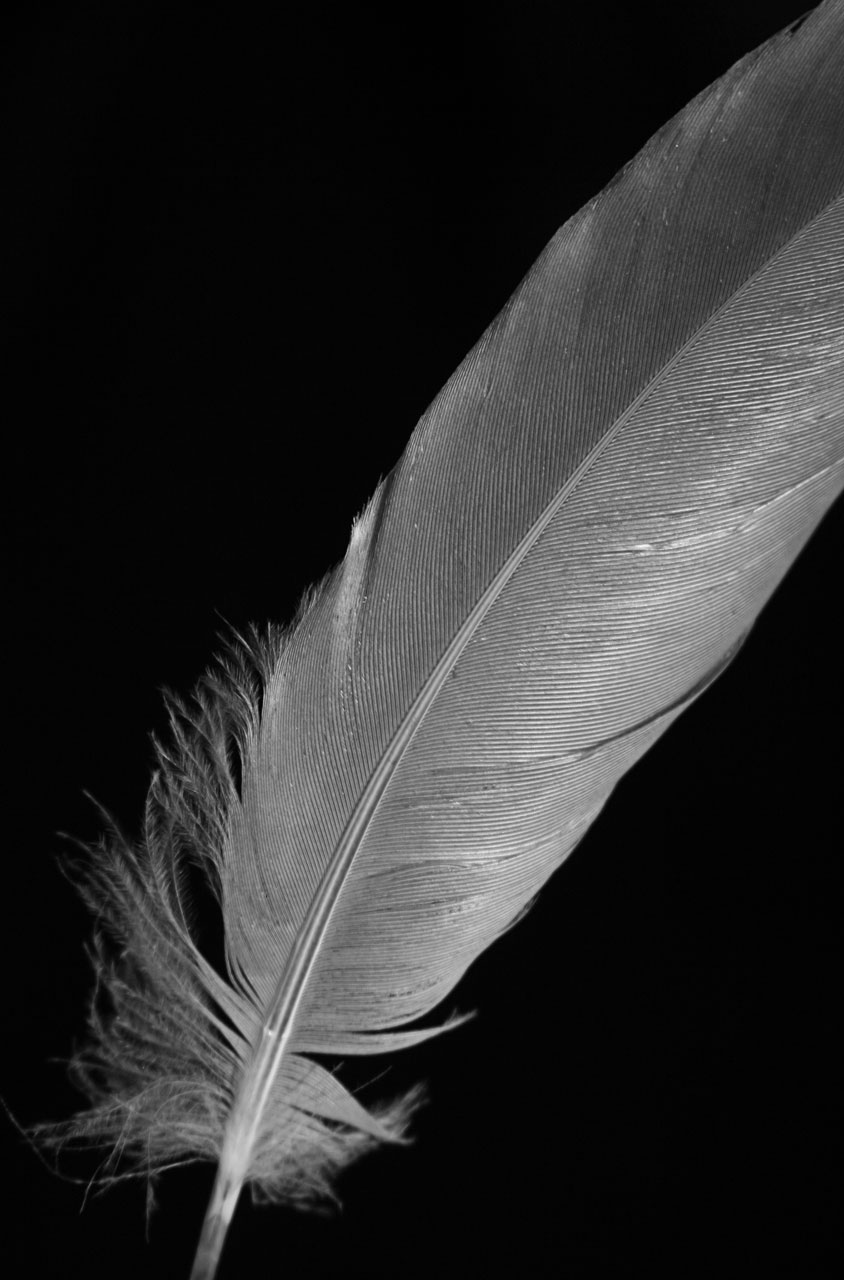 B And W Feather