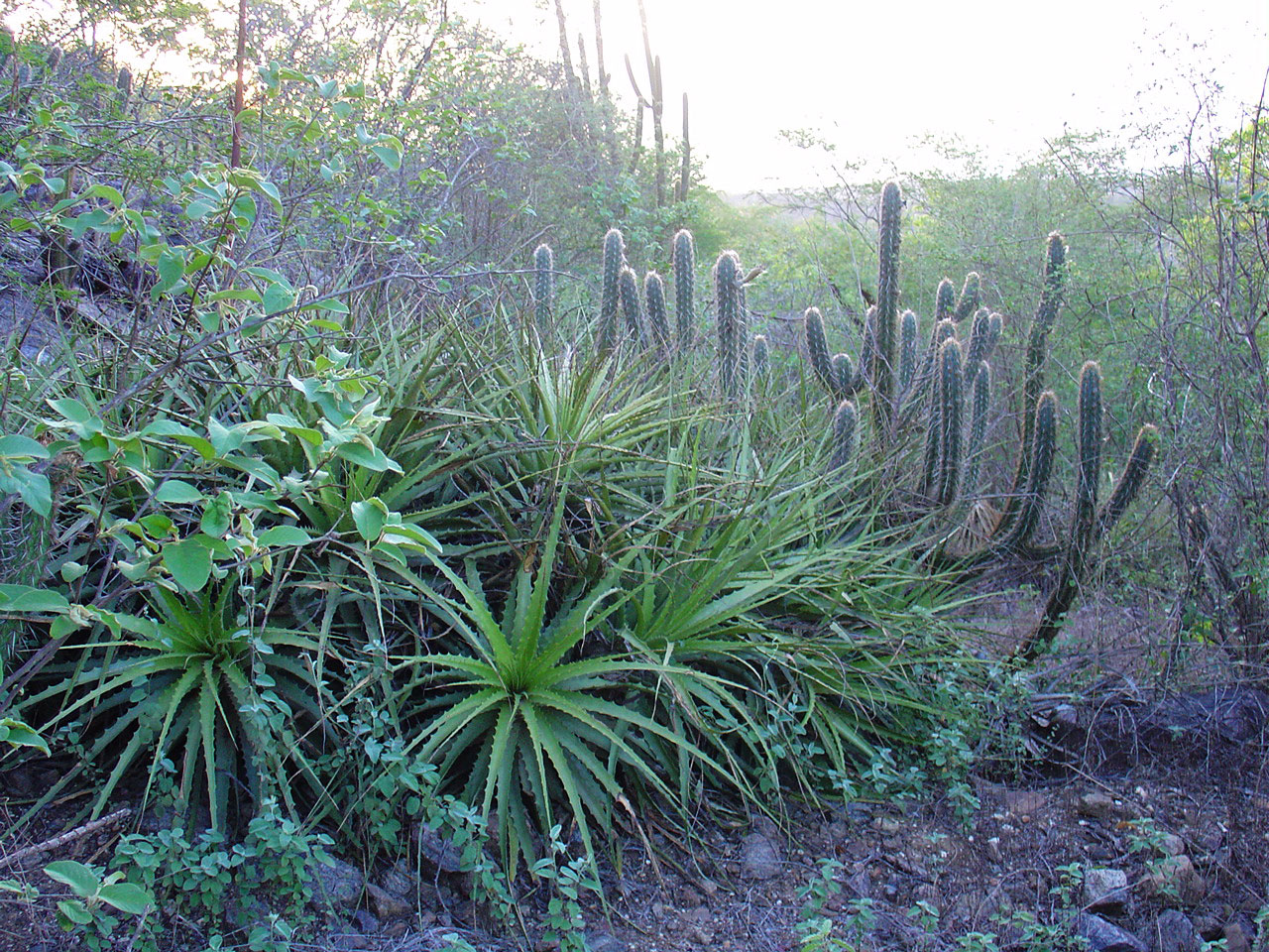 植物东北Brazil