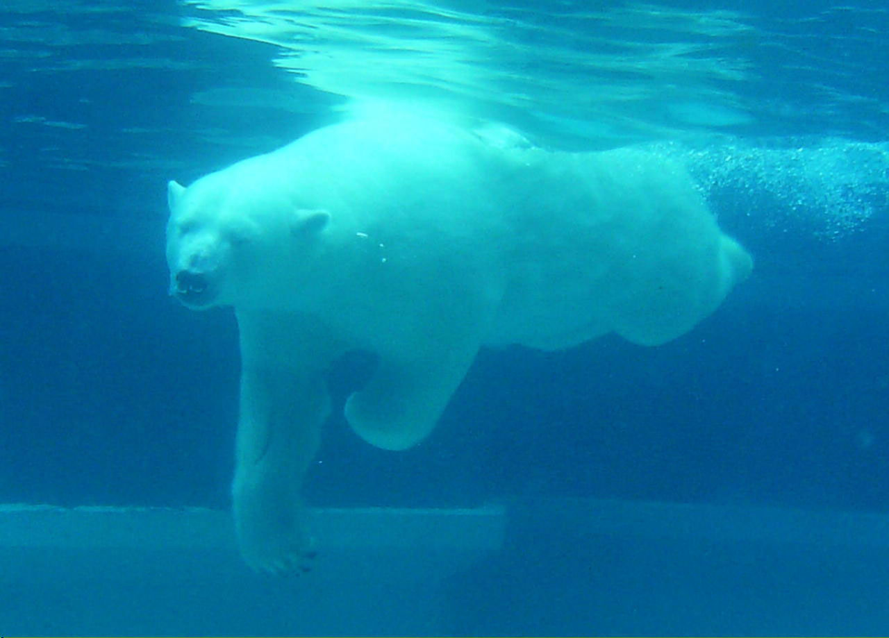 Natação do urso polar