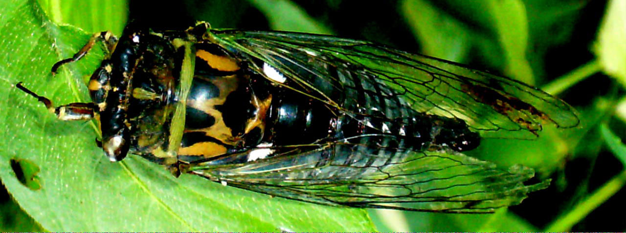 Cicada On Leaf