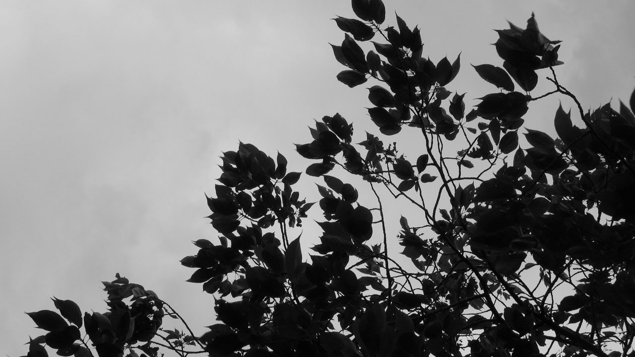 Sombra Leaves