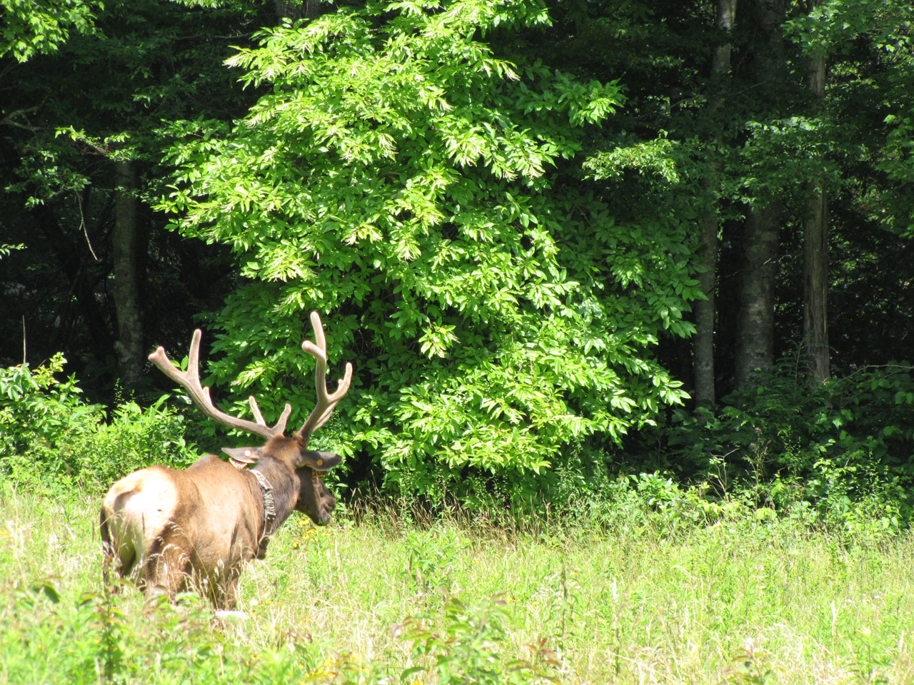 Северная Каролина Elk
