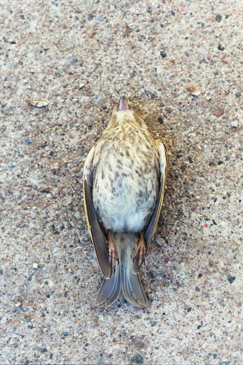 Pássaro morto