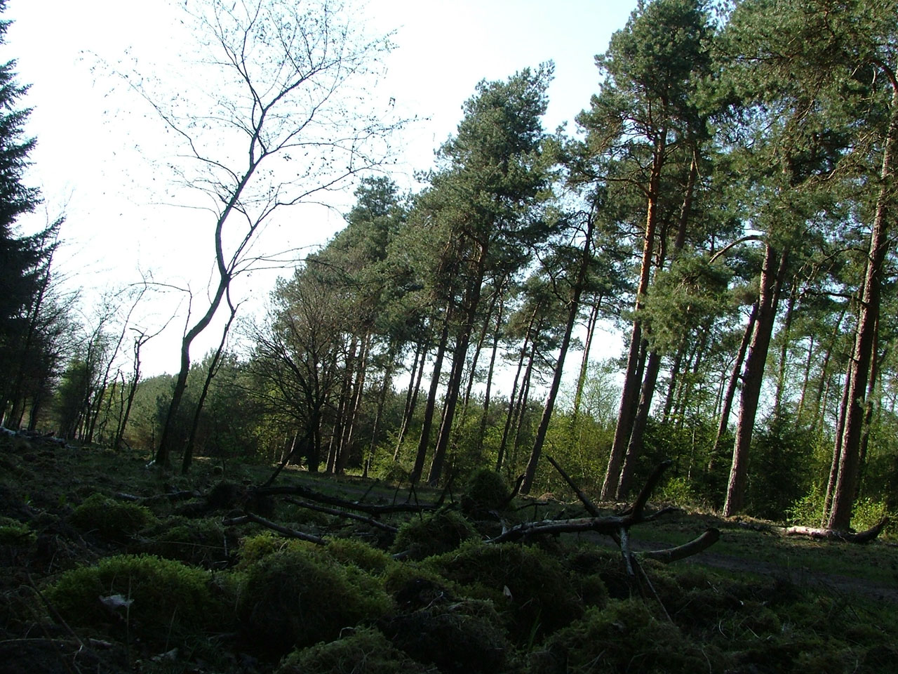 Holandês floresta