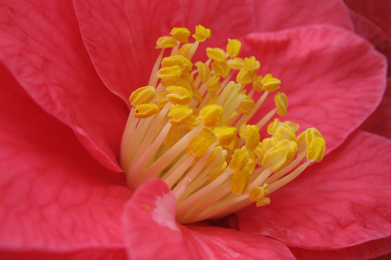 A Camellia