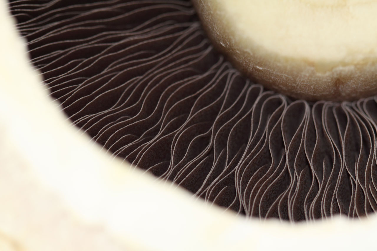 Detalhe do cogumelo