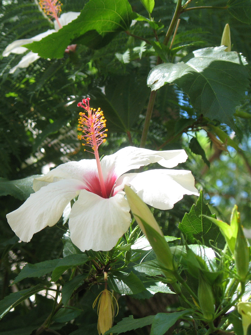 Hibiscus flor