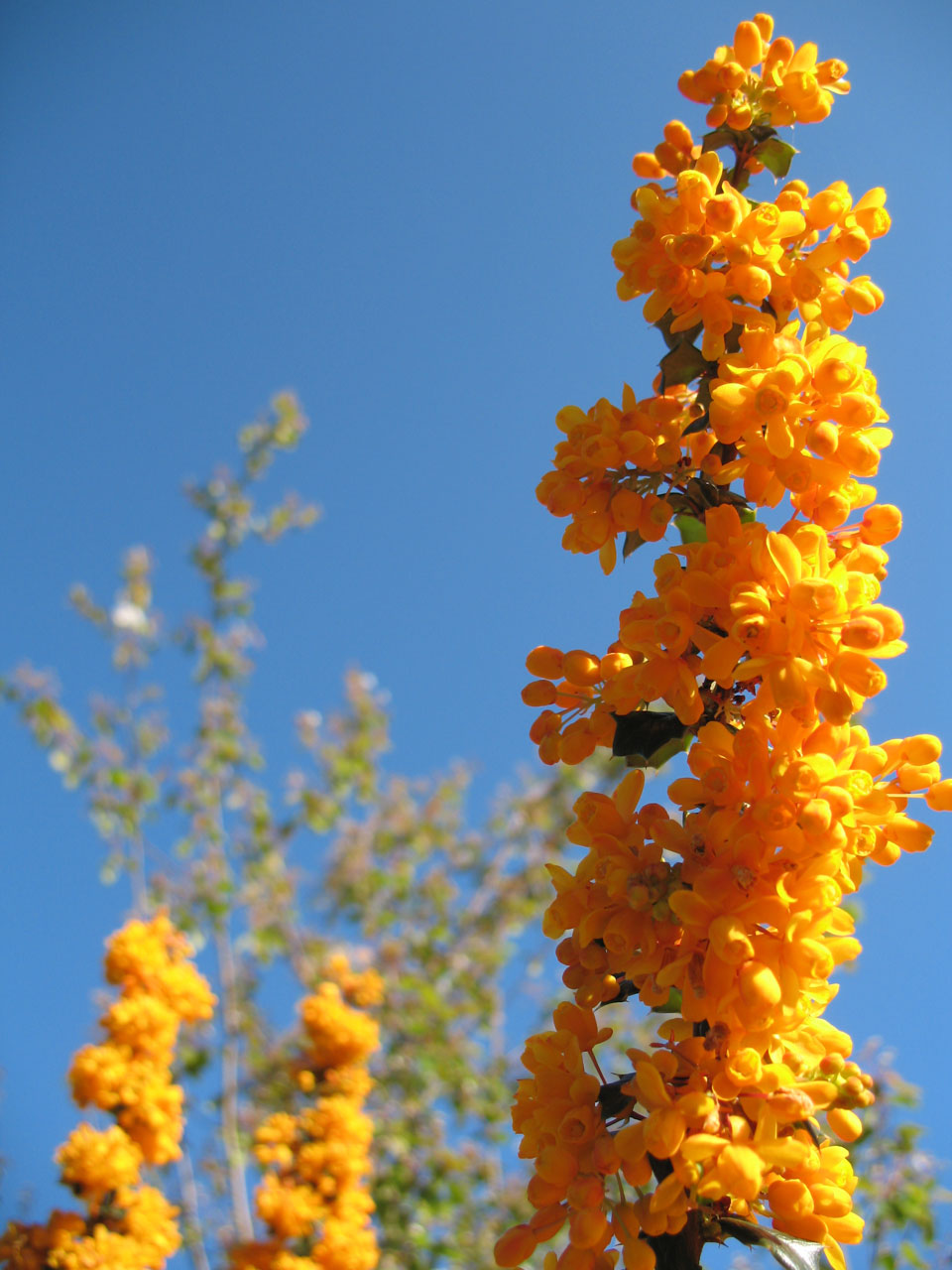 Vivid Orange Flowers