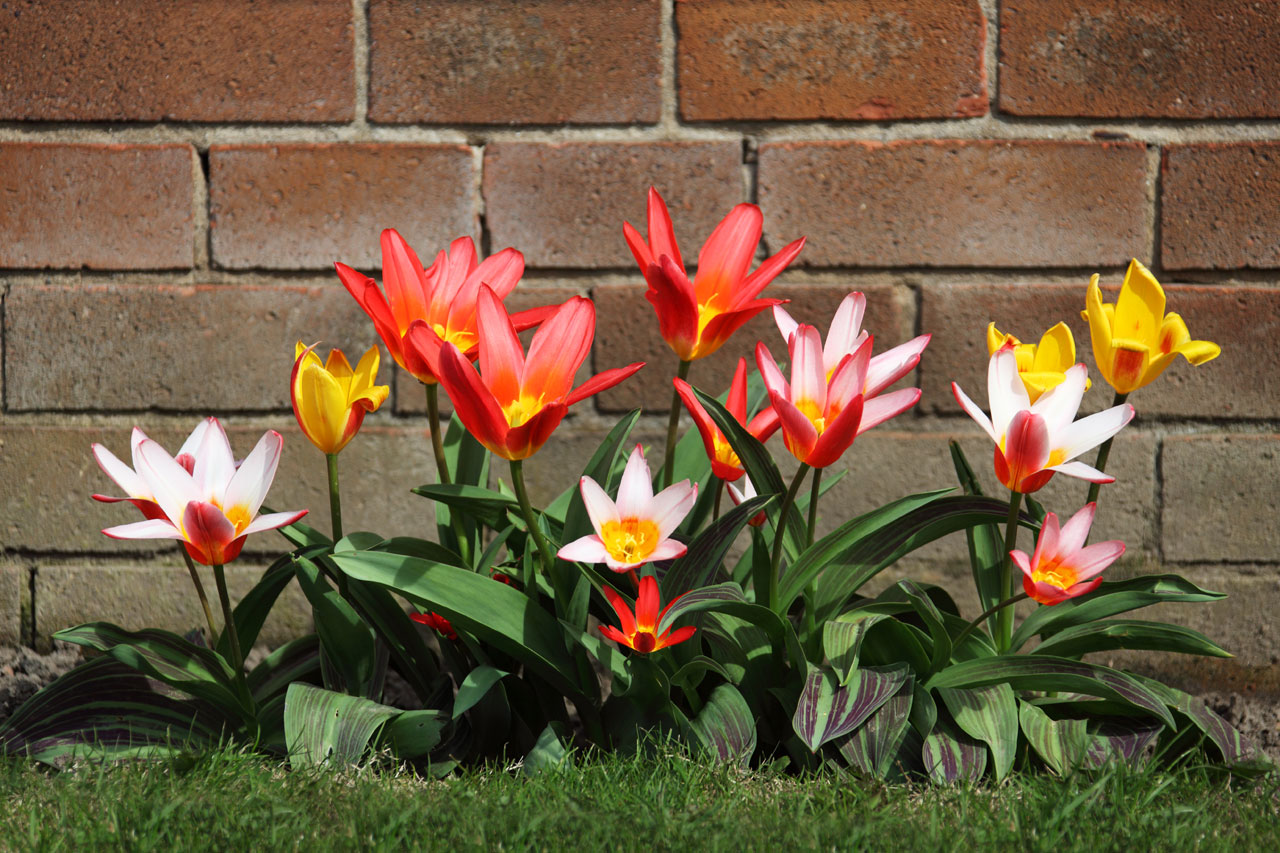 Színes tulipánok