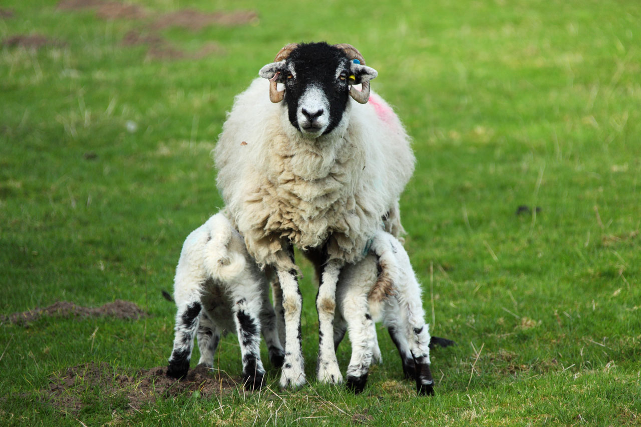 Karmienia jagniąt owiec
