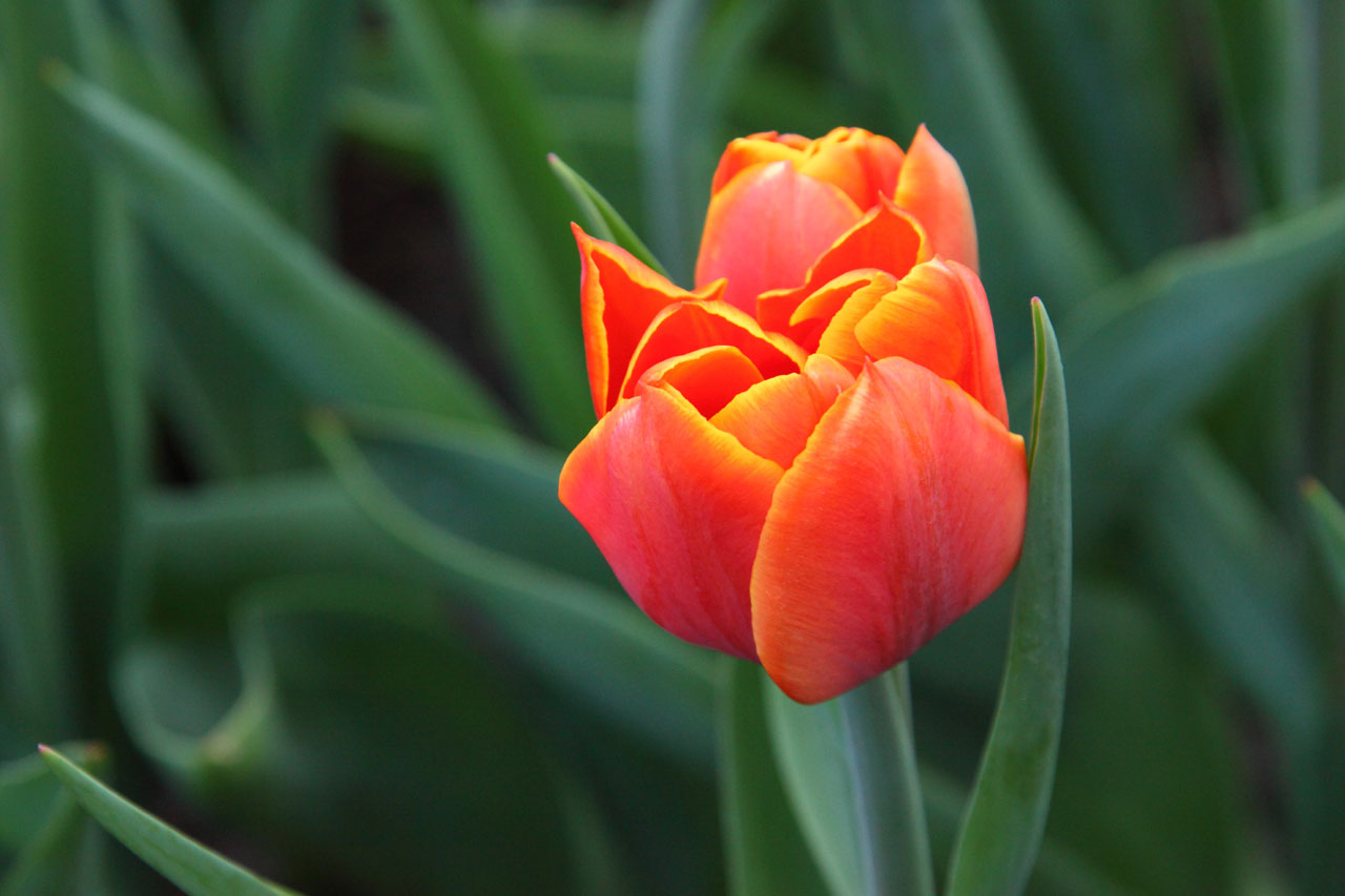 оранжевый тюльпан