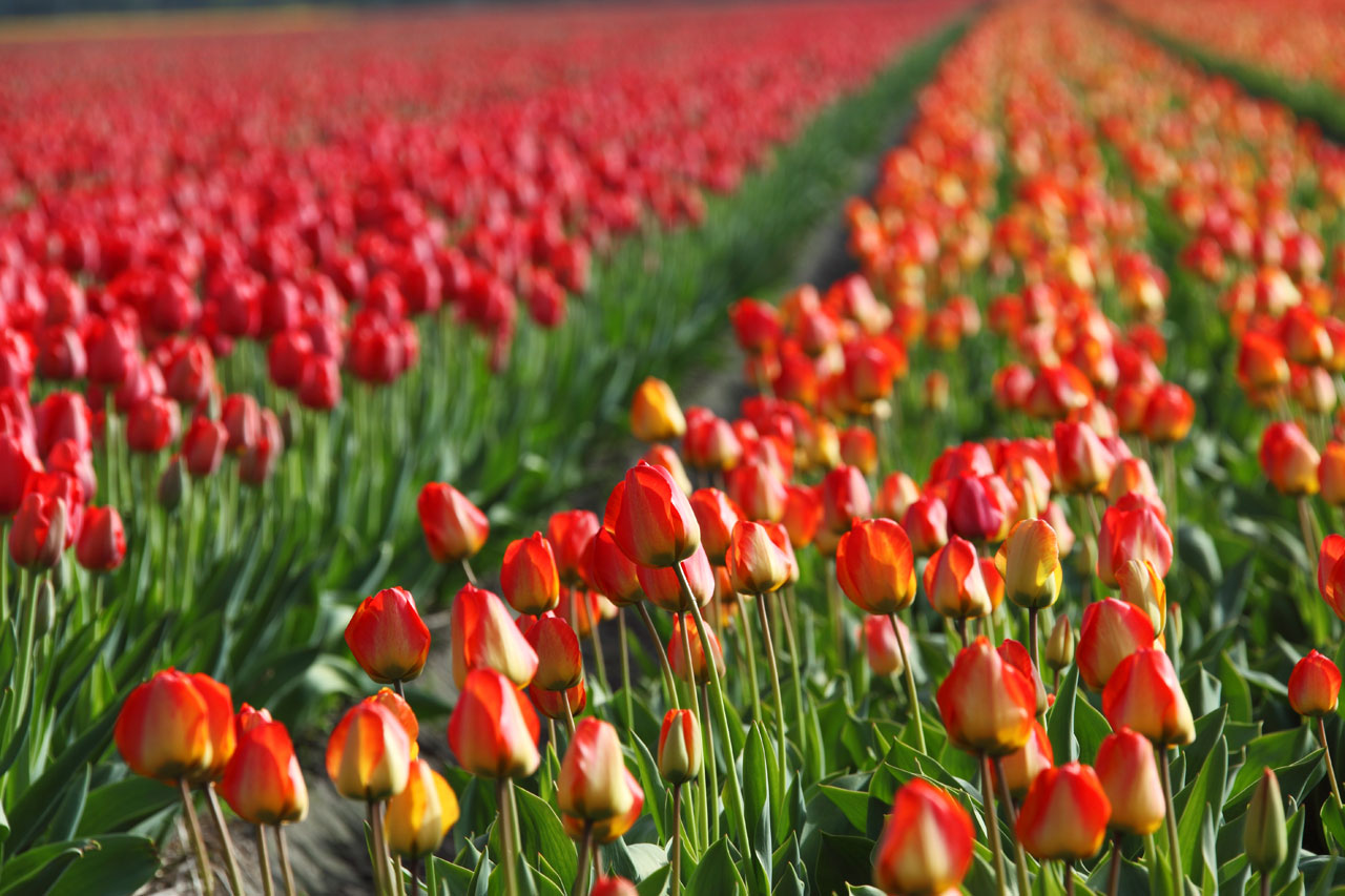 Tulipano campo