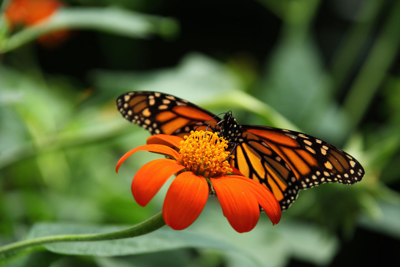 Borboleta monarca