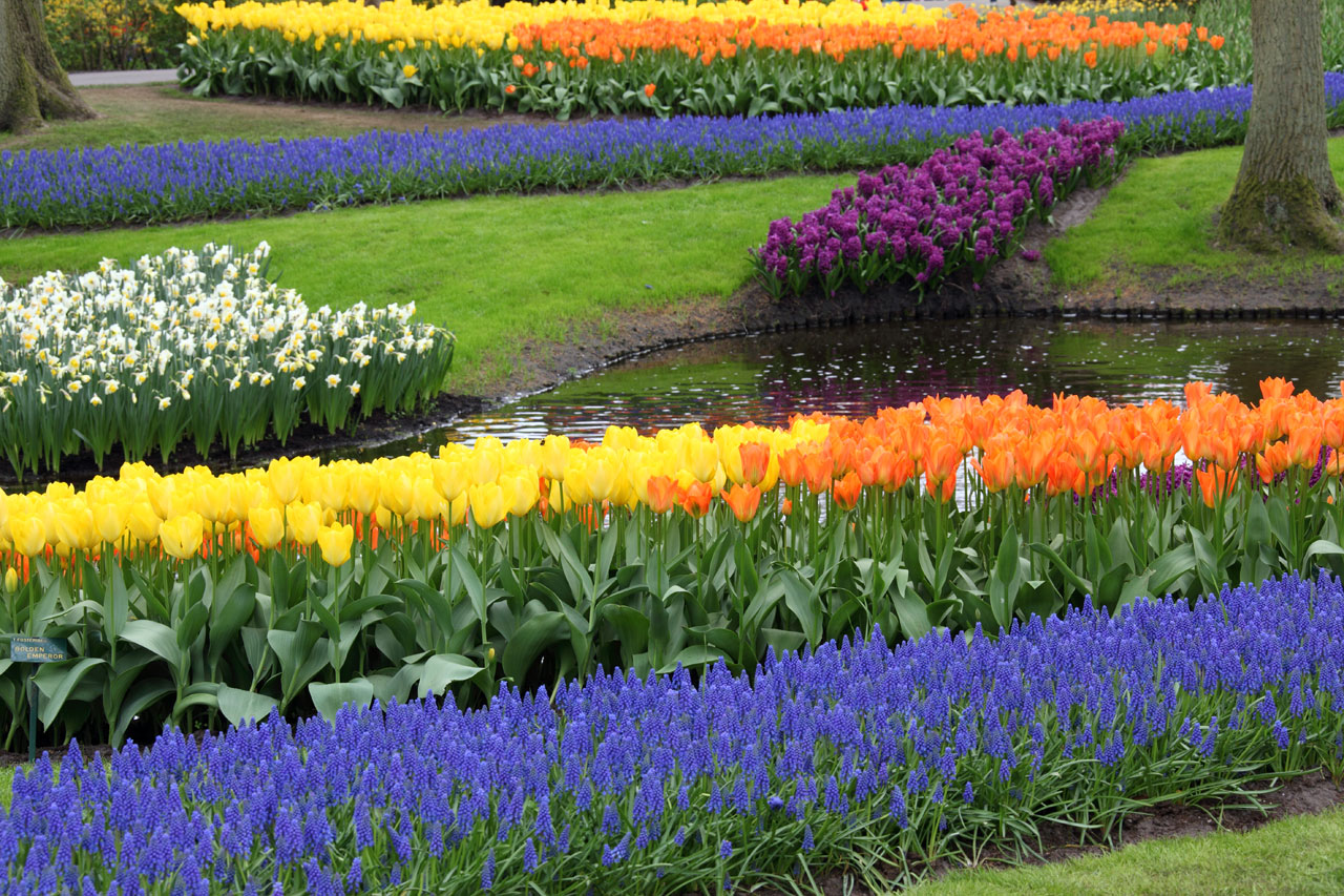 Jardim de flores coloridas