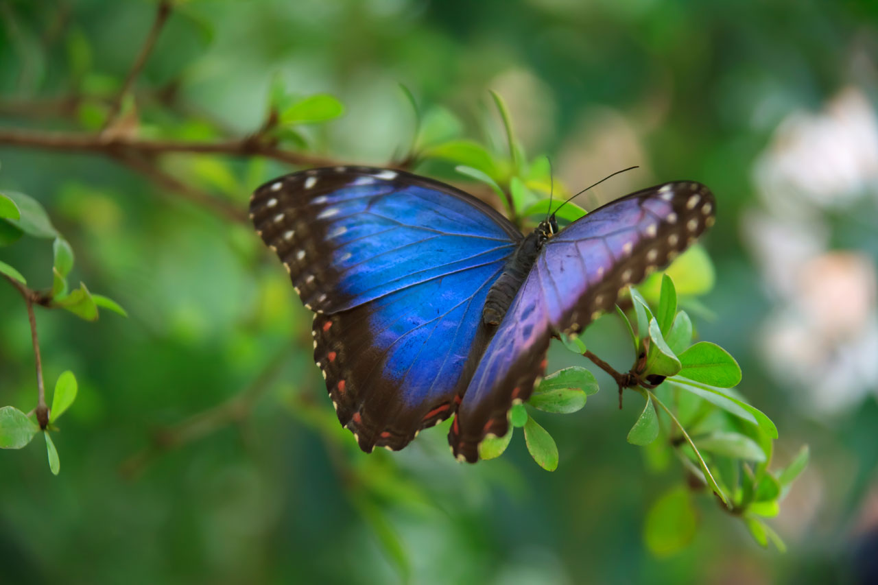 Morfo fluture albastru