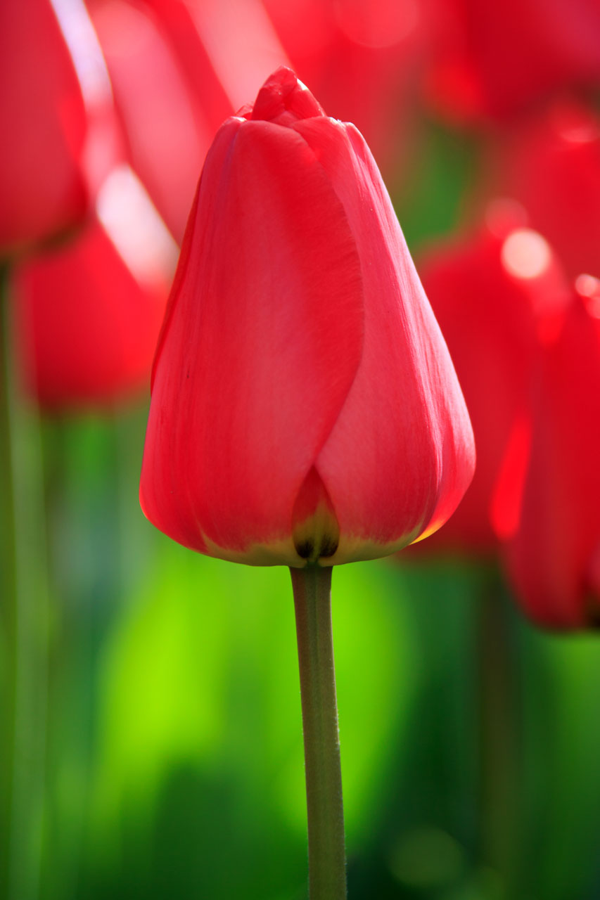 Piros tulipán zárt