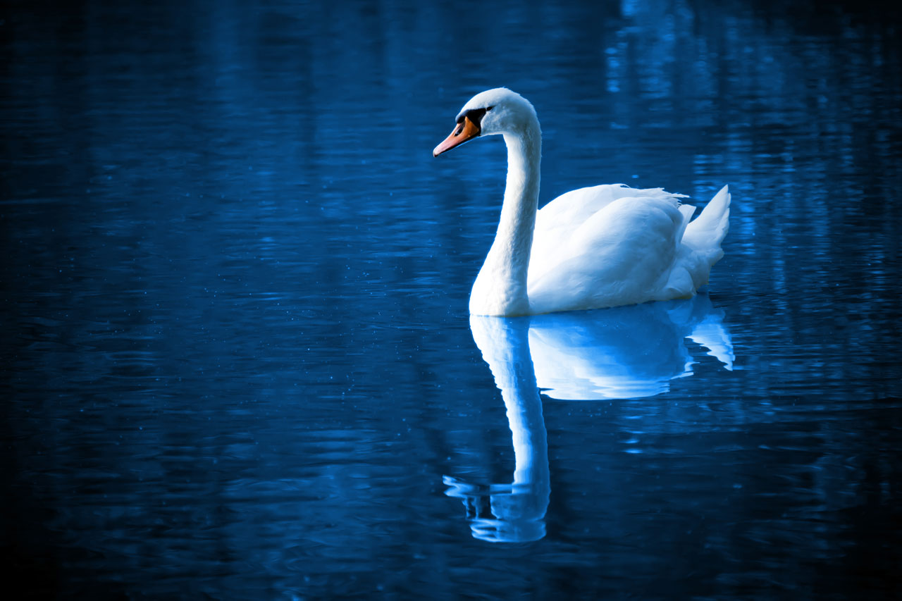 Cisne en el lago