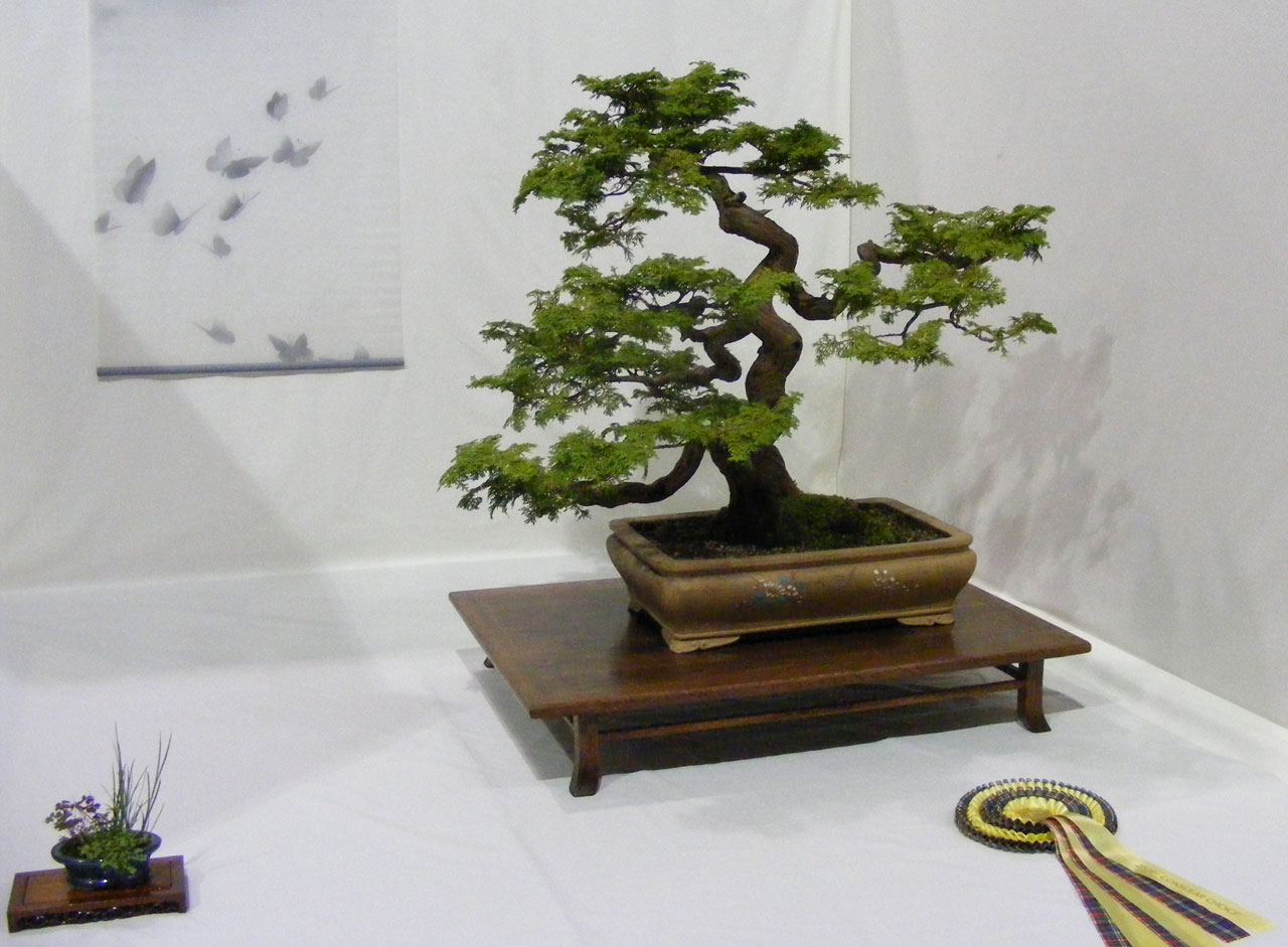 Bonsai drzewa