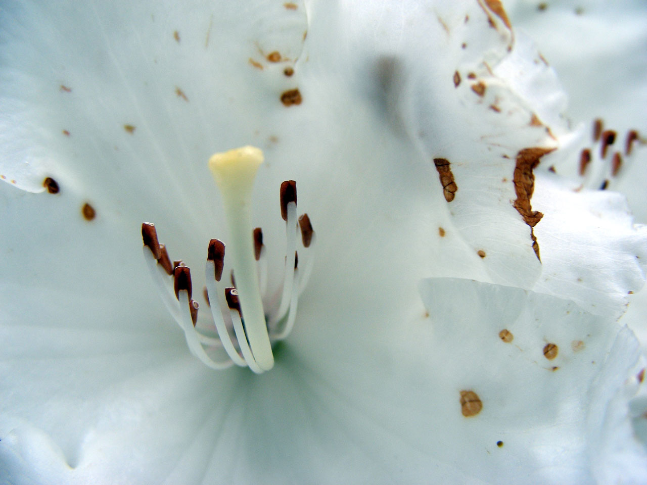 Cabeça Flower