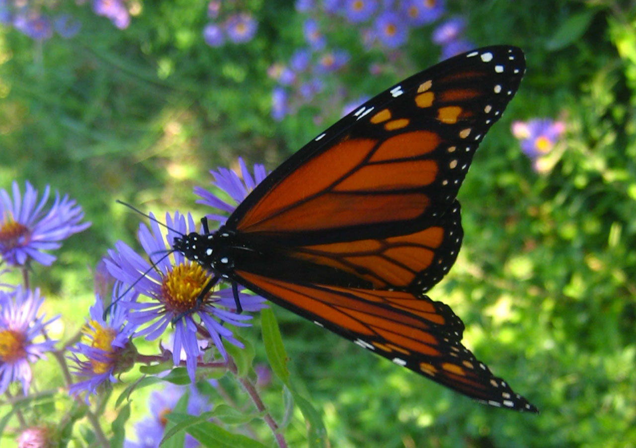 Monarch Butterfly pe flower