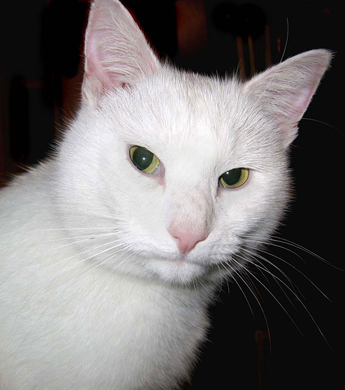 白cat
