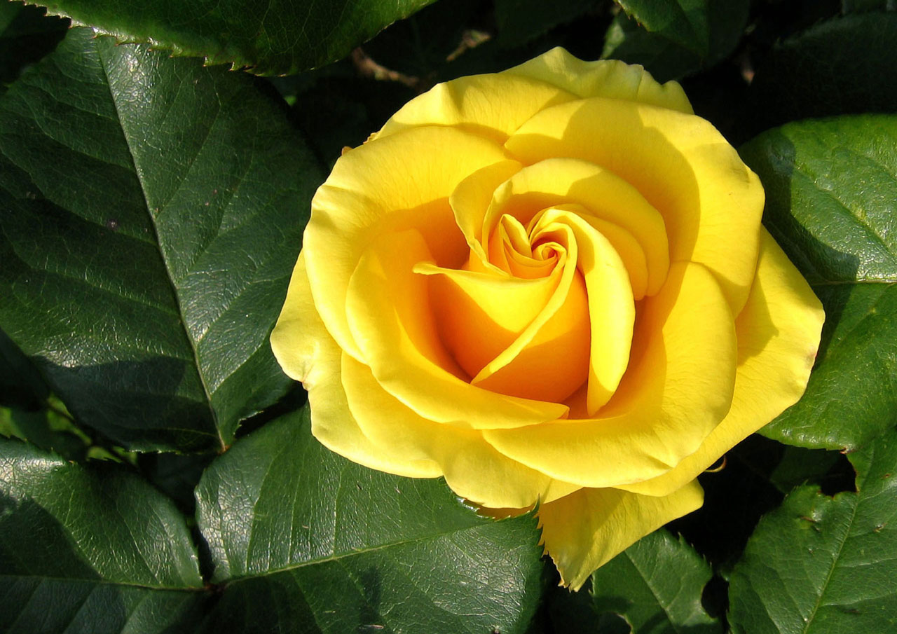 Желтая rose