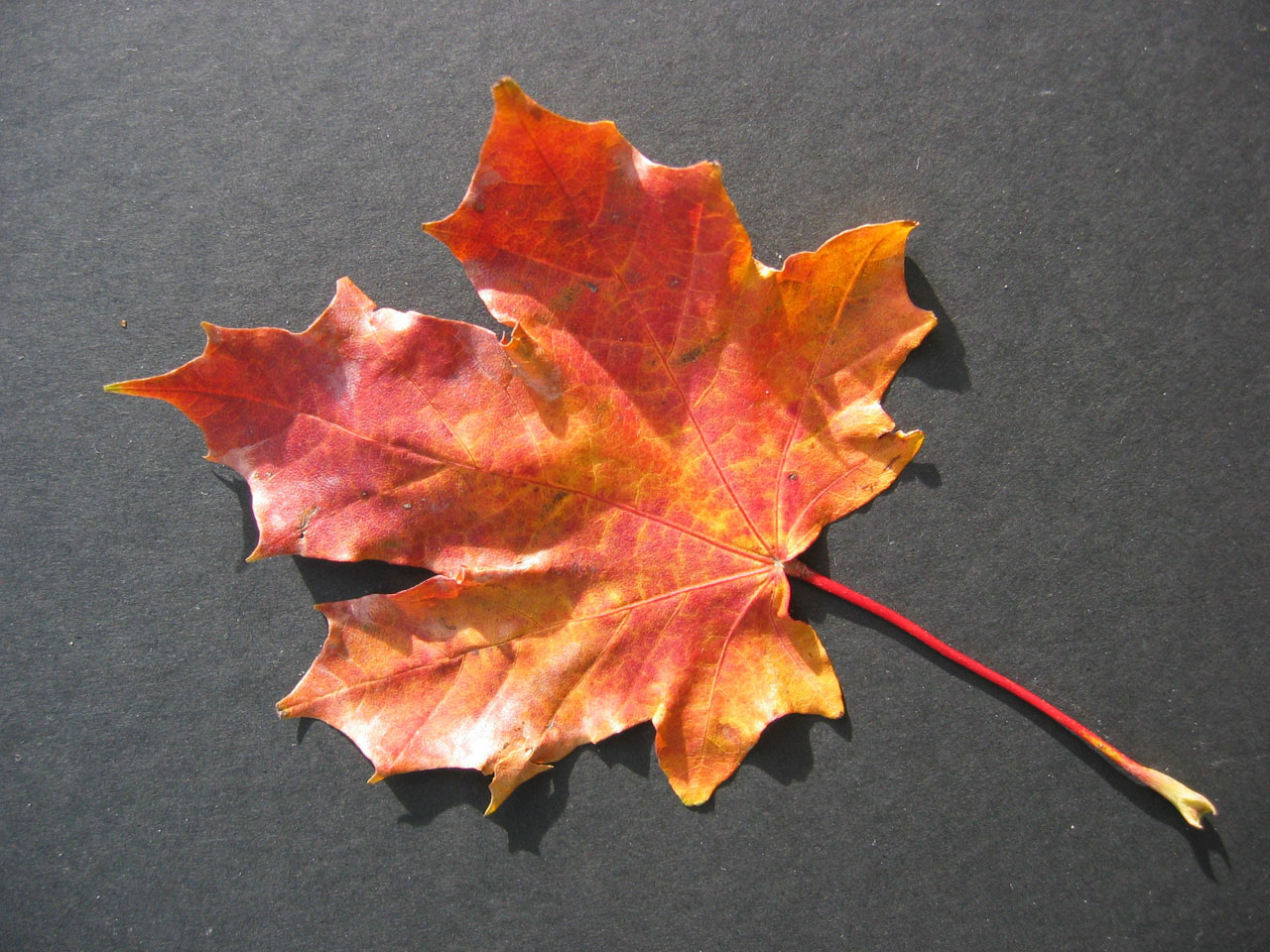 Осенний Leaf