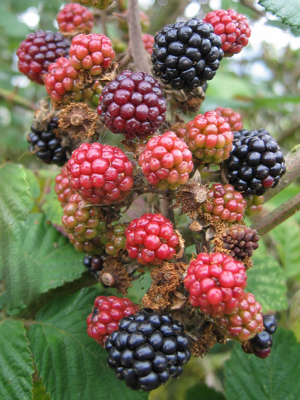 Недозрелых blackberries