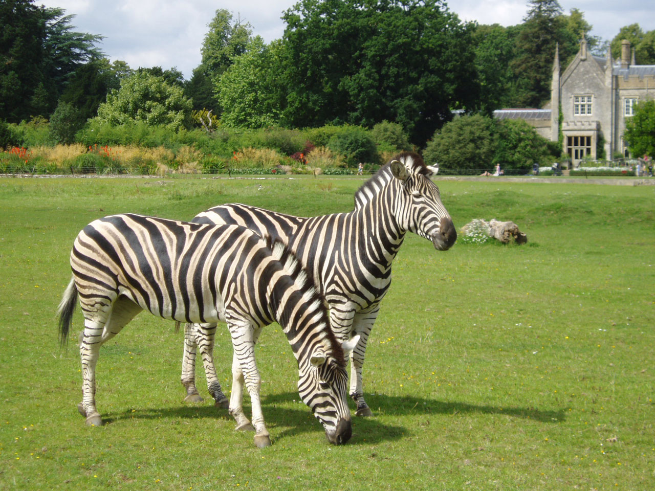 Duas zebras