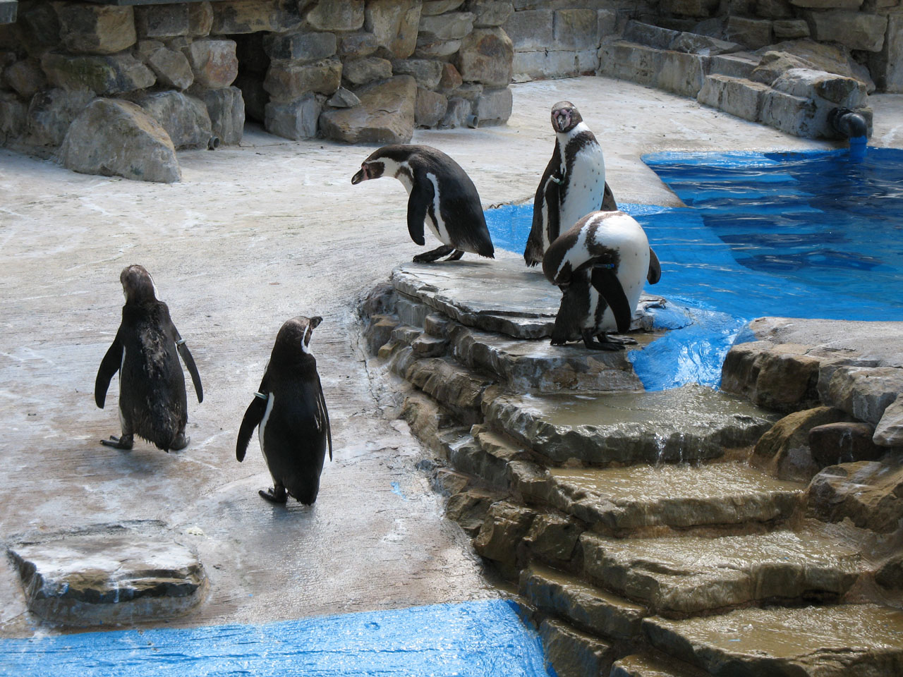 Grupo de pinguins