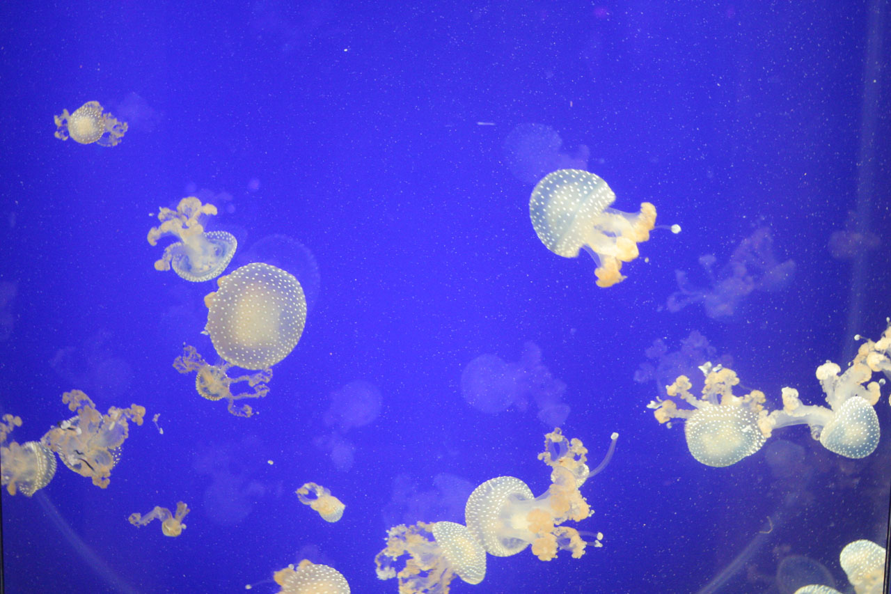 Tiny medúza