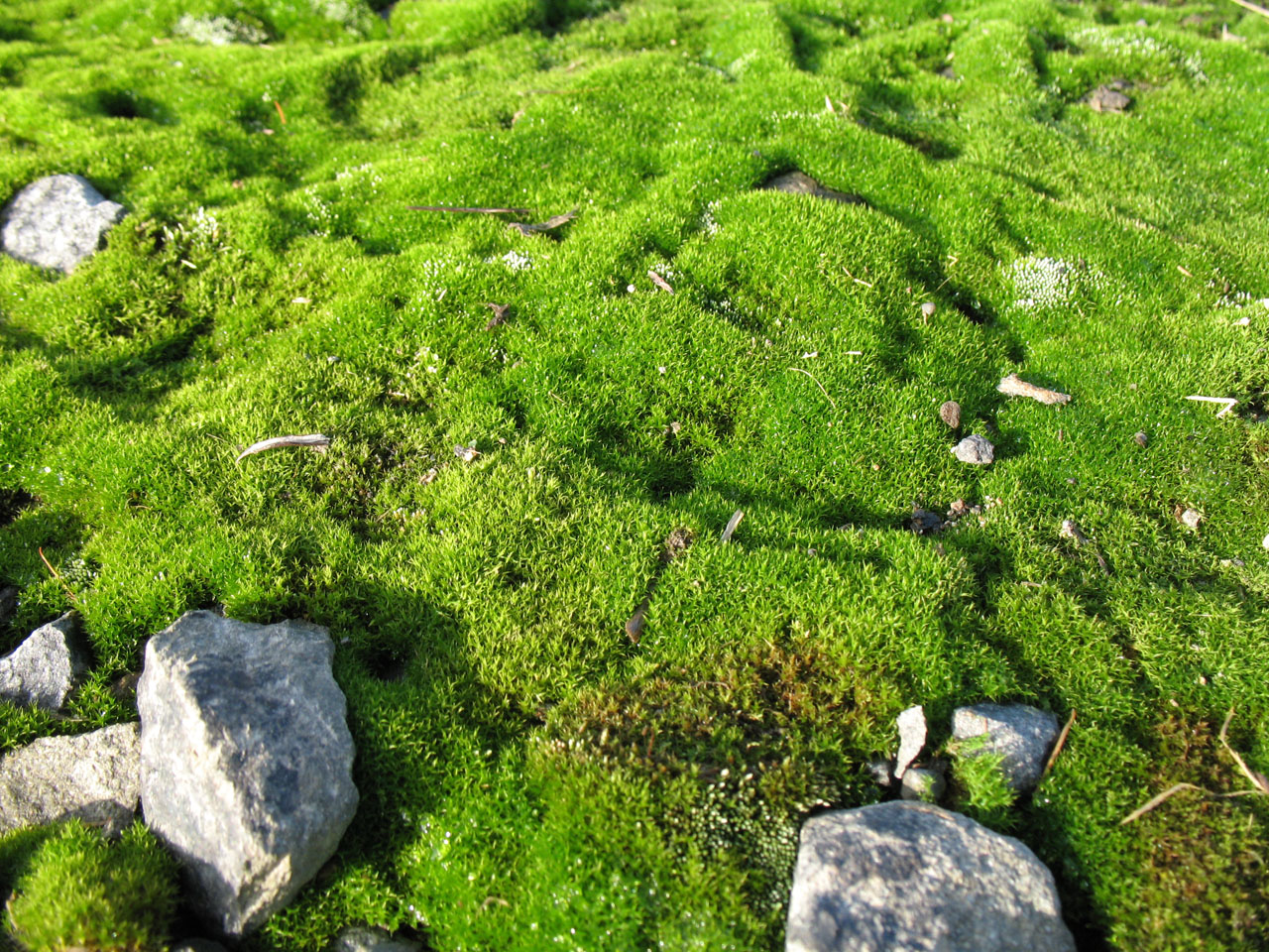 Moss és kövek