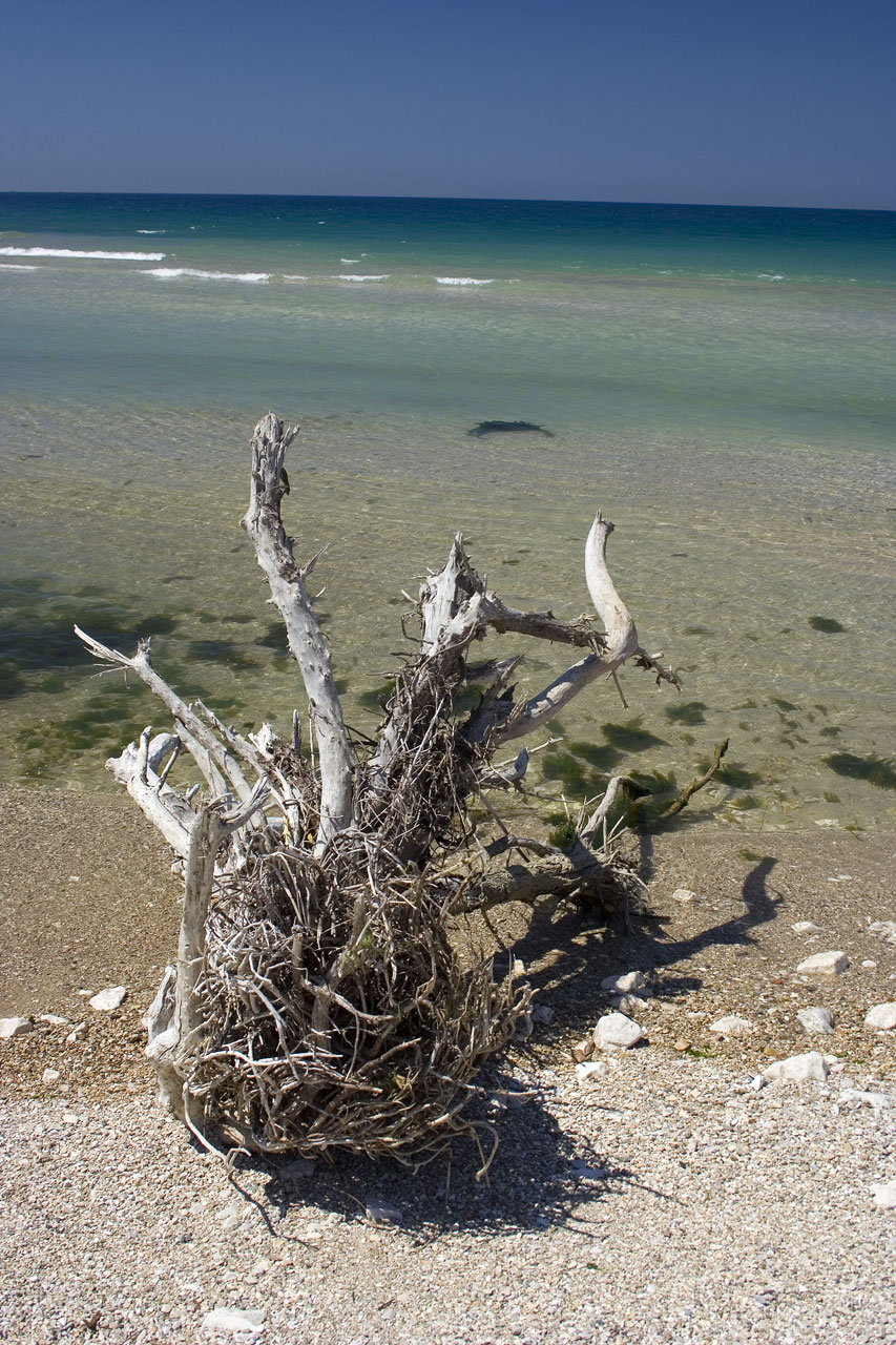 Droog boom op het strand