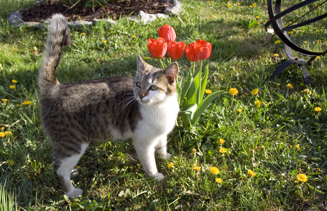 Cat With Tulips