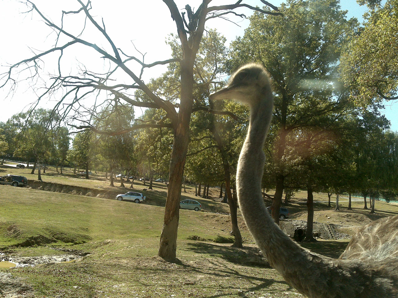 Animal avestruz