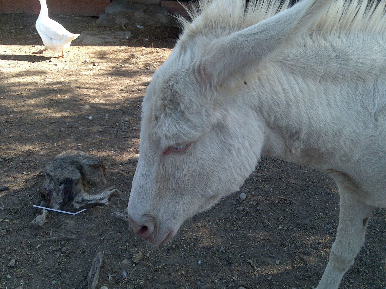 Donkey Animal