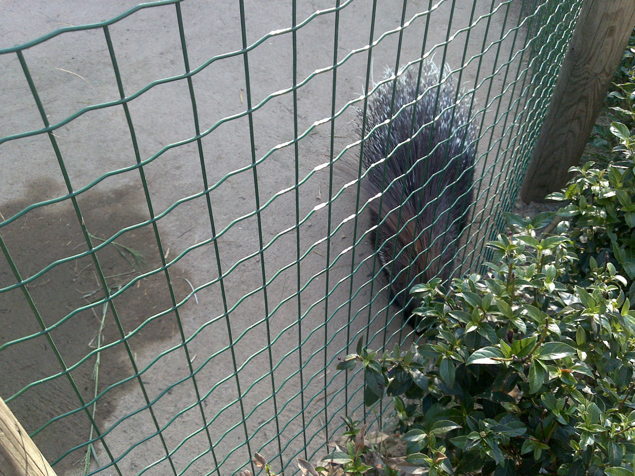 Porcupine Animal