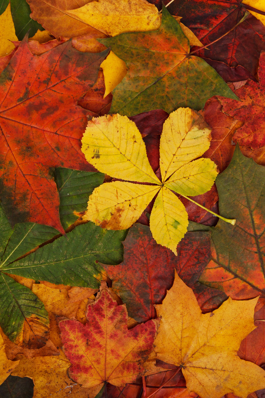 Le foglie d'autunno modello
