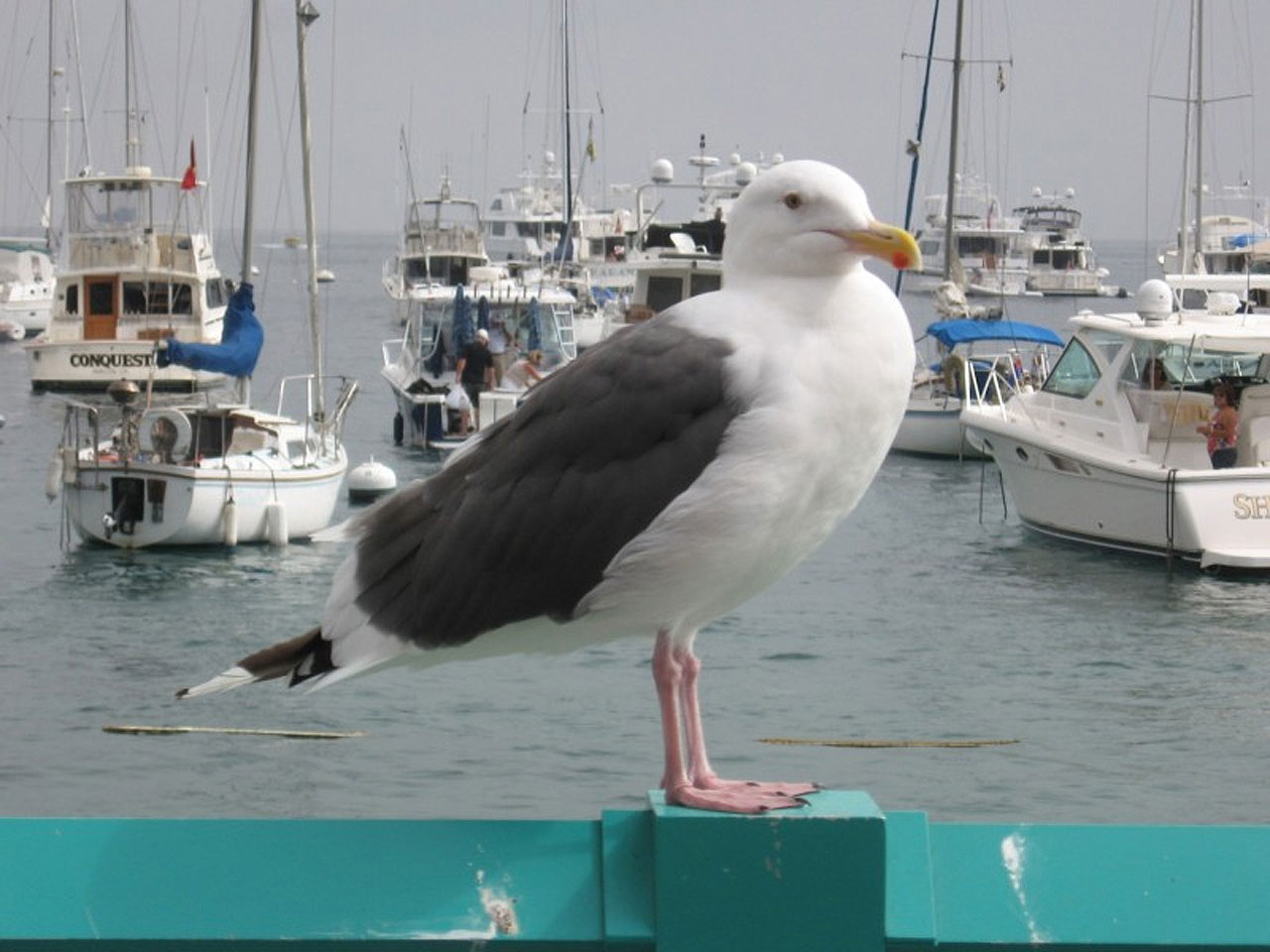 Vackra Seagull