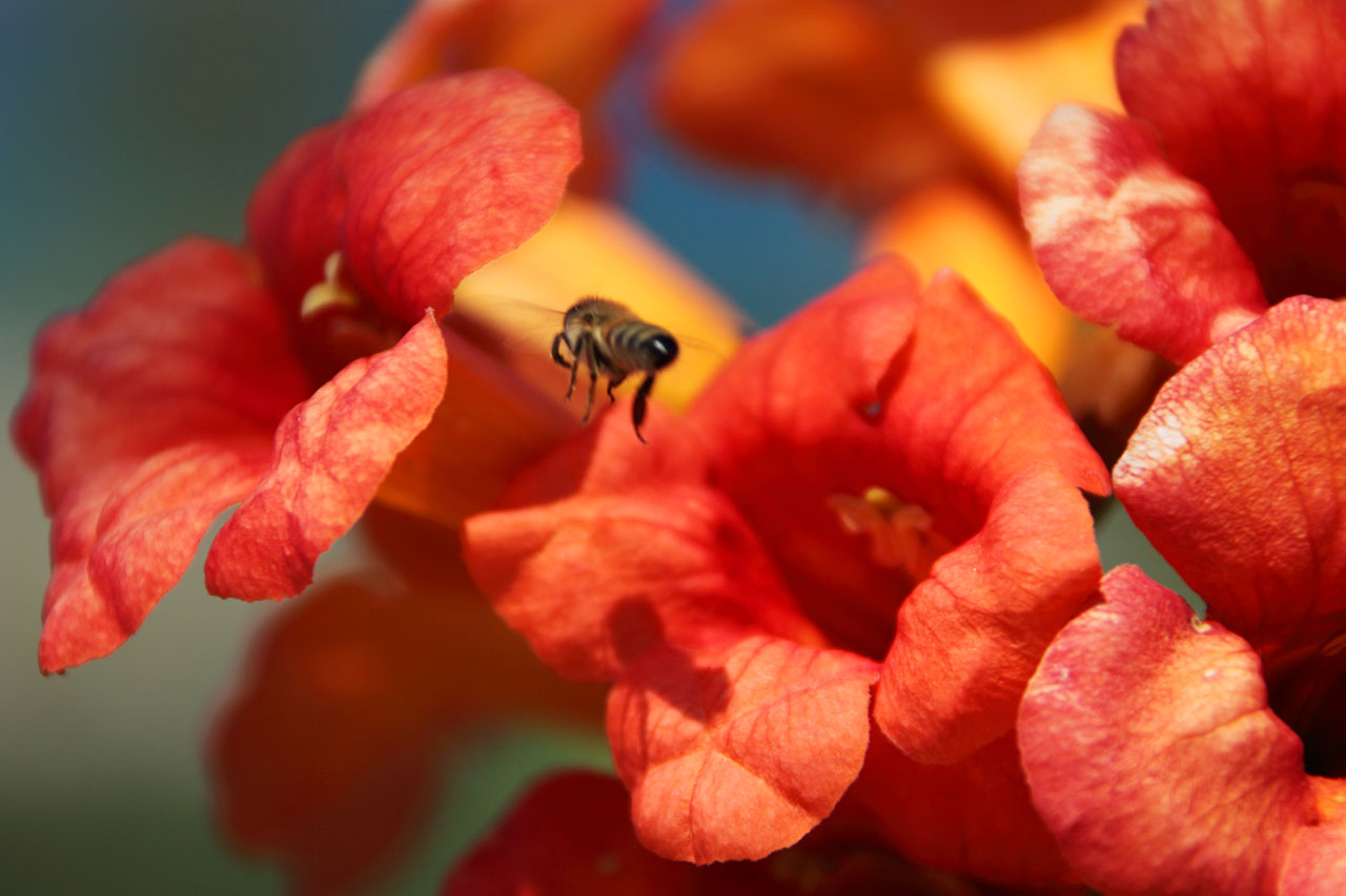 蜂花标题