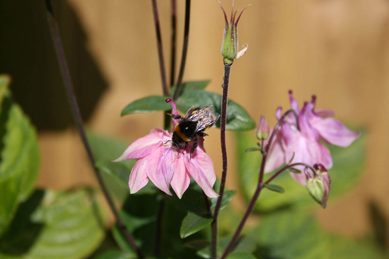 Bee On Aquilegia Plant