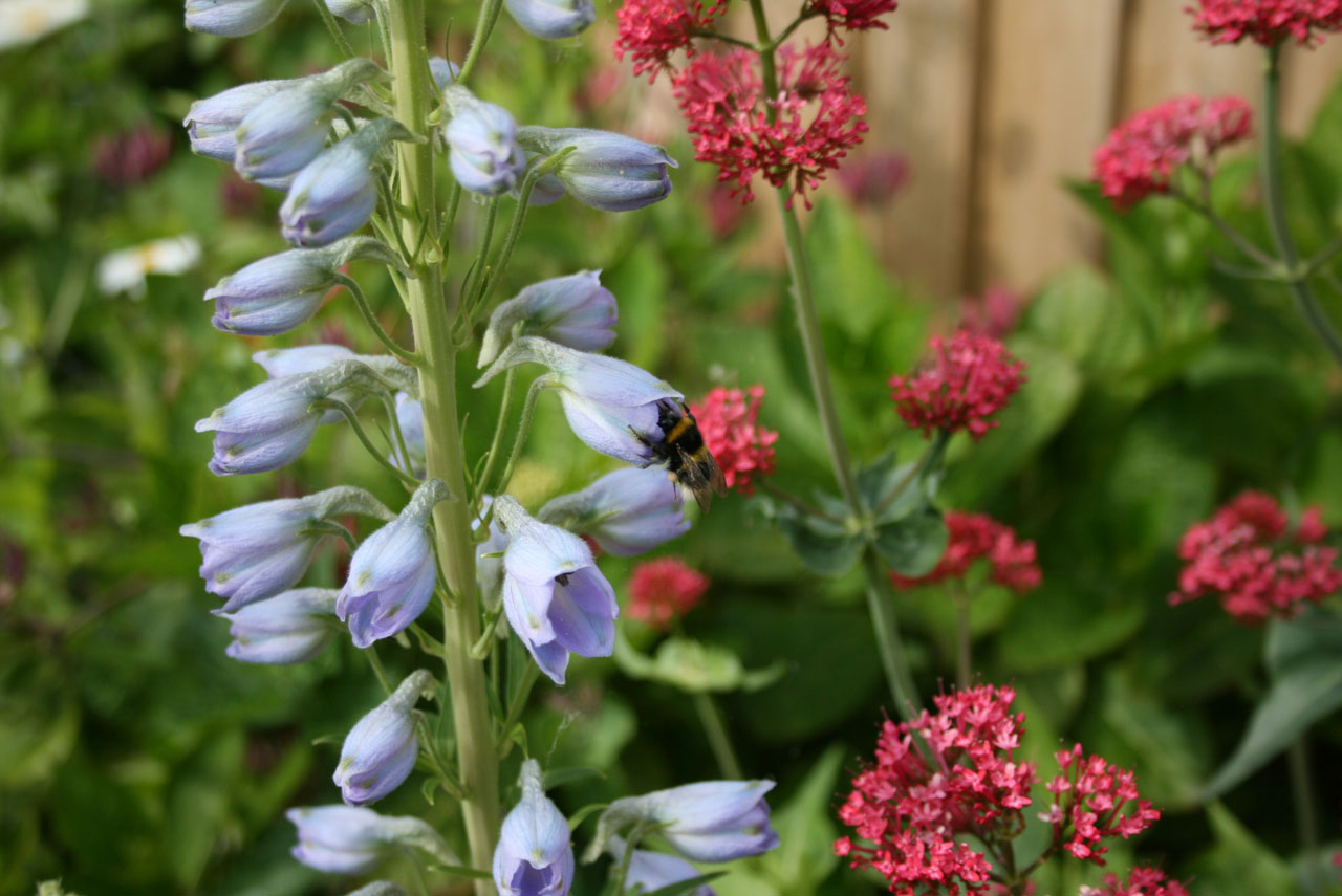 Bee On Blue Delphinium